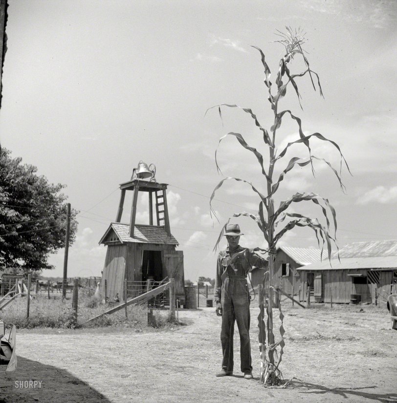August 1940. "Extremely tall and excellent corn is also grown on the King and Anderson cotton plantation near Clarksdale. Mississippi Delta, Mississippi." Here we see an early attempt at portable "personal corn." Medium format negative by Marion Post Wolcott for the Resettlement Administration. View full size.