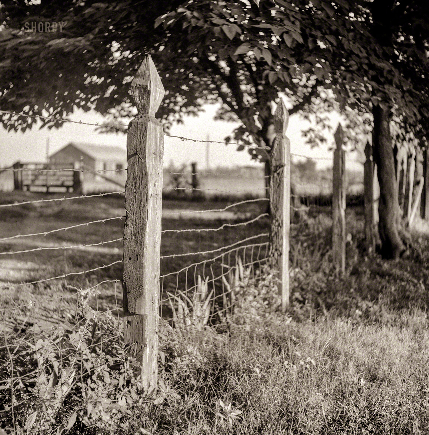 August 1940. "Fenceposts on King and Anderson Plantation, Clarksdale, Mississippi Delta, Mississippi." Medium format negative by Marion Post Wolcott for the Farm Security Administration. View full size.