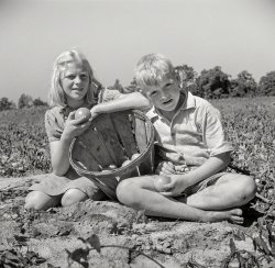 August 1941. "Children of Maryland farmer helping harvest the tomato crop. Dorchester County, Maryland." Photo by John Collier for the Farm Security Administration. View full size.