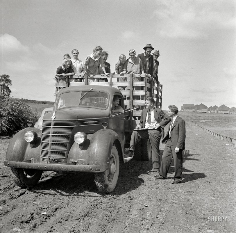 September 1942. "Batavia, New York (vicinity). Tomato harvest on Nesbitt's farm. West Virginia crew of pickers en route to the muck fields." Medium format negative by John Collier for the Office of War Information. View full size.
