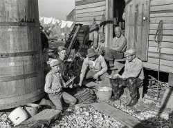 January 1941. "Spanish trappers putting muskrat skins on wire stretchers before hanging them up to dry in back of their marsh camp. Delacroix Island, Saint Bernard Parish, Louisiana." Acetate negative by Marion Post Wolcott for the Farm Security Administration. View full size.