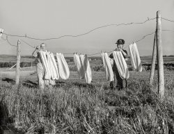 August 1942. "Aroostook County, Maine. Airing wool before spinning." Medium format negative by John Collier for the Office of War Information. View full size.
