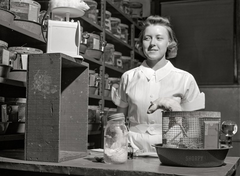May 1942. Ames, Iowa. "Conducting diet and nutrition experiments on rats in the animal laboratory of the home economics department at Iowa State College." Acetate negative by Jack Delano for the U.S. Office of the Coordinator of Information. View full size.
