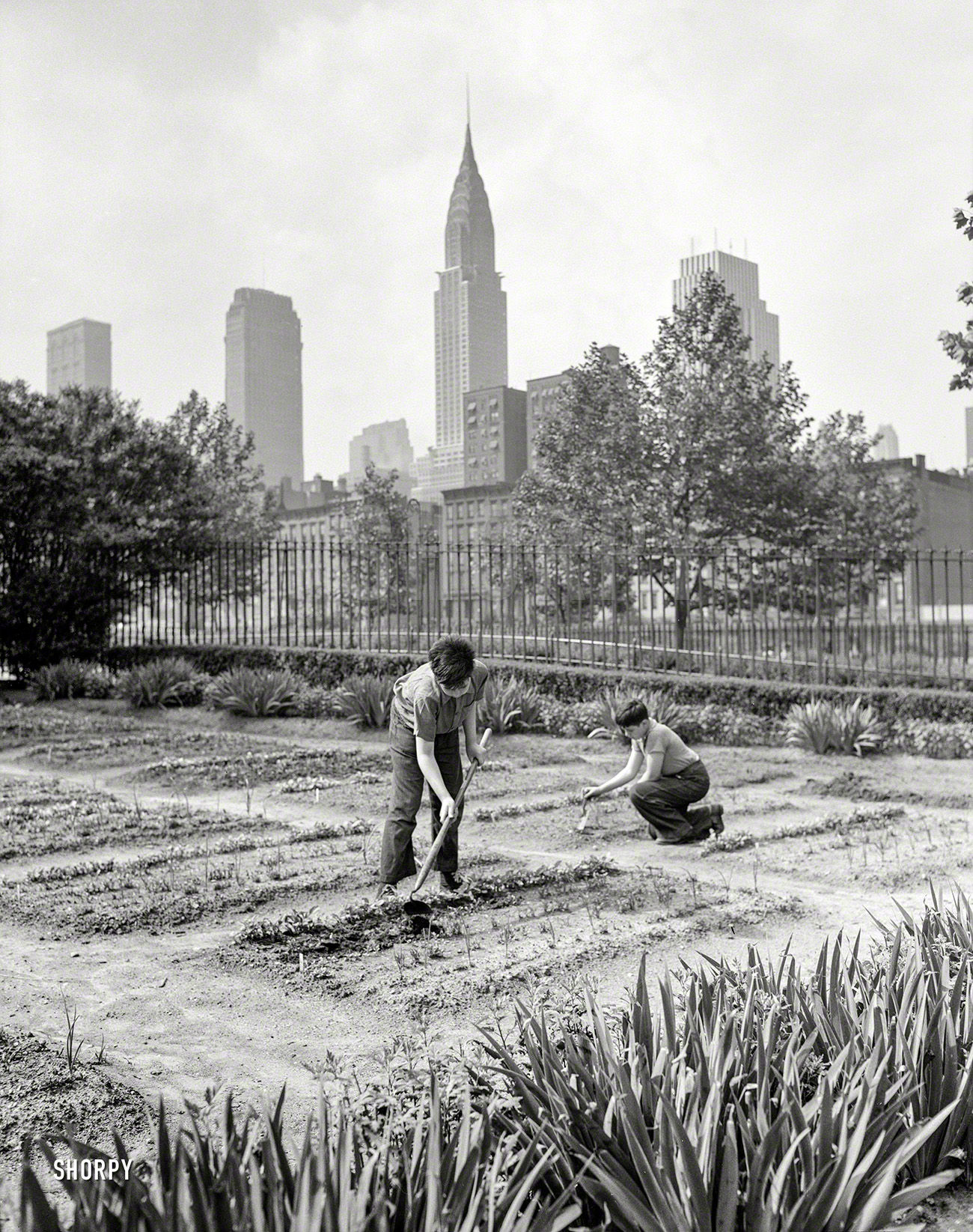 June 1944. "New York. School victory garden on First Avenue between 35th & 36th streets." Photo by Edward Meyer, Office of War Information. View full size.
