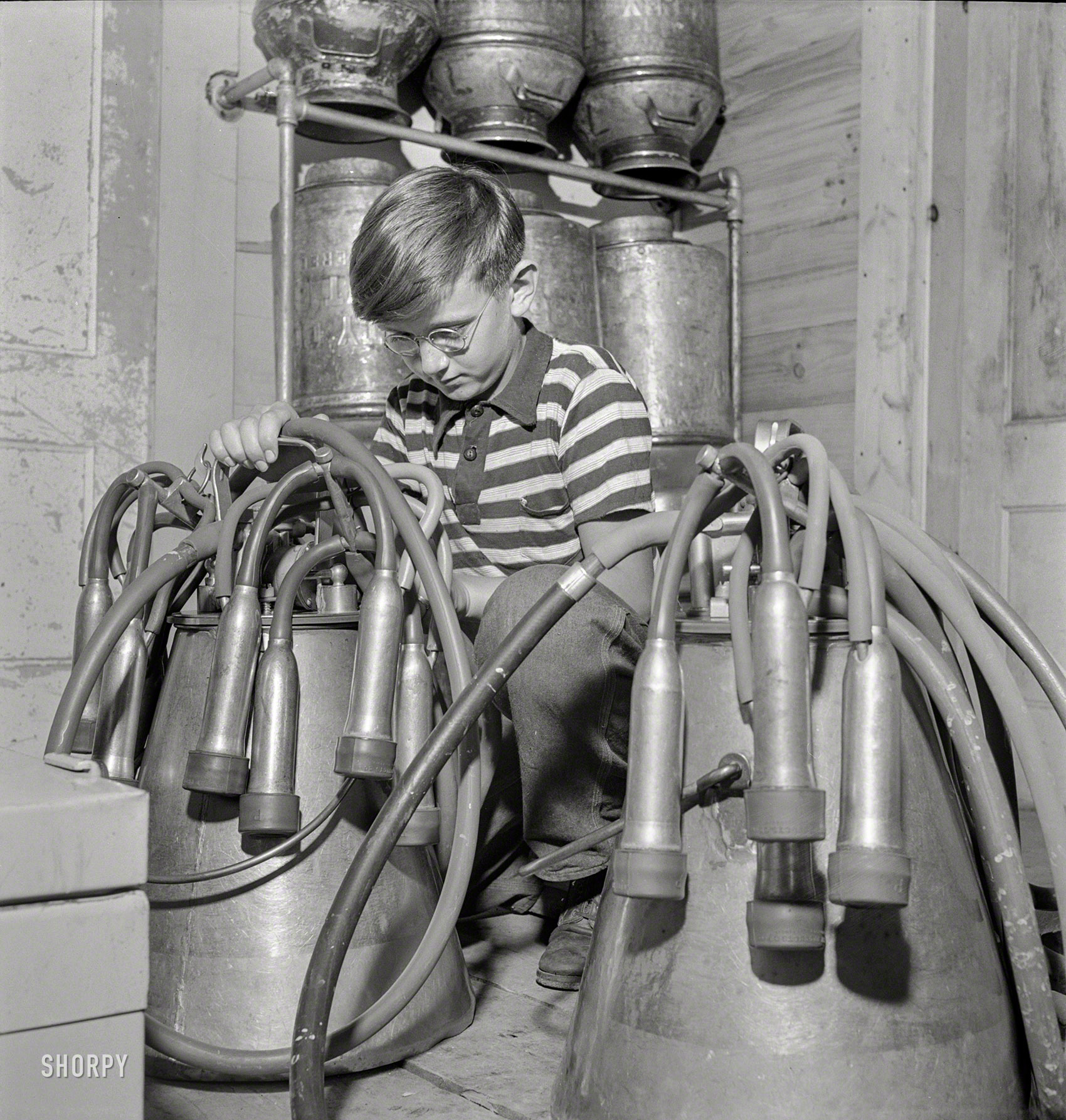 July 1942. East Montpelier, Vermont. "Conrad Ormsbee with automatic electric milkers. His father agreed to increase his Jersey herd from 25 to 30 milkers to aid in the Food for Freedom program." Photo by Fritz Henle. View full size.