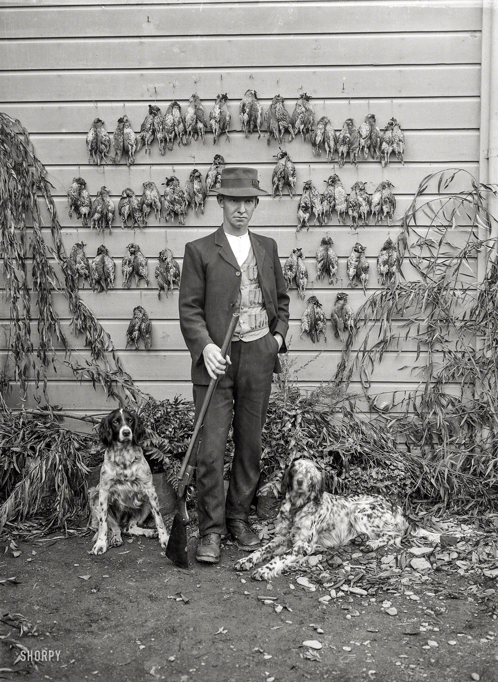 New Zealand ca. 1920s. "Hunter with quail photographed by Frederick N. Jones of Nelson." Dry plate glass negative. View full size.