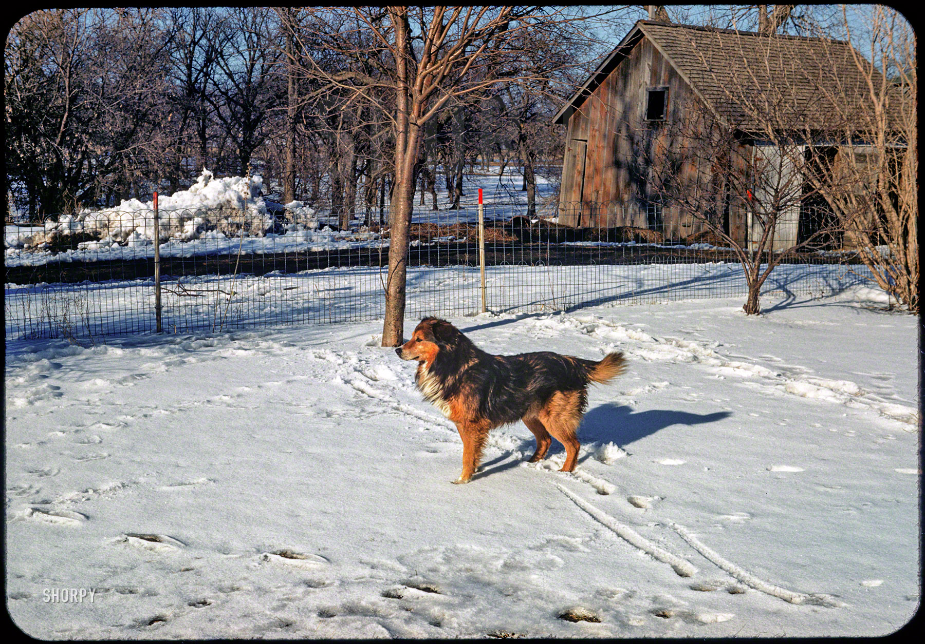 "Brownie at Elden's -- March 16, 1952." The latest episode of Minnesota Koda&shy;chromes takes us out to the farm. Photo by Hubert Tuttle. View full size.