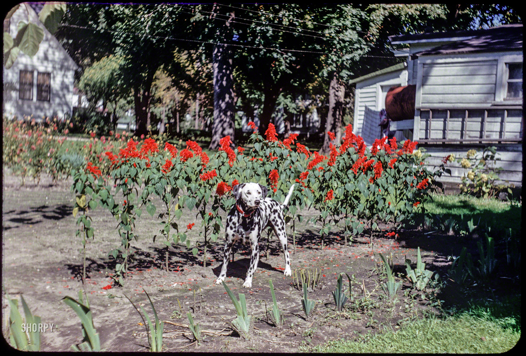 "Sally in garden -- 18 Sept 1951." From Blue Earth, Minnesota, our latest Kodachrome by Grace or Hubert Tuttle. View full size.