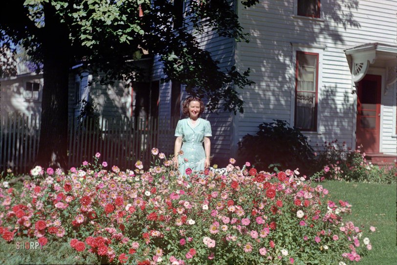 "Grace's flowers -- 18 Sept 1951." In this latest episode of Minnesota Koda&shy;chromes the outlook is, regardless of the weather, Sunny and Warm. Color slide by Hubert Tuttle of his lovely wife and her beautiful flowers. View full size.
