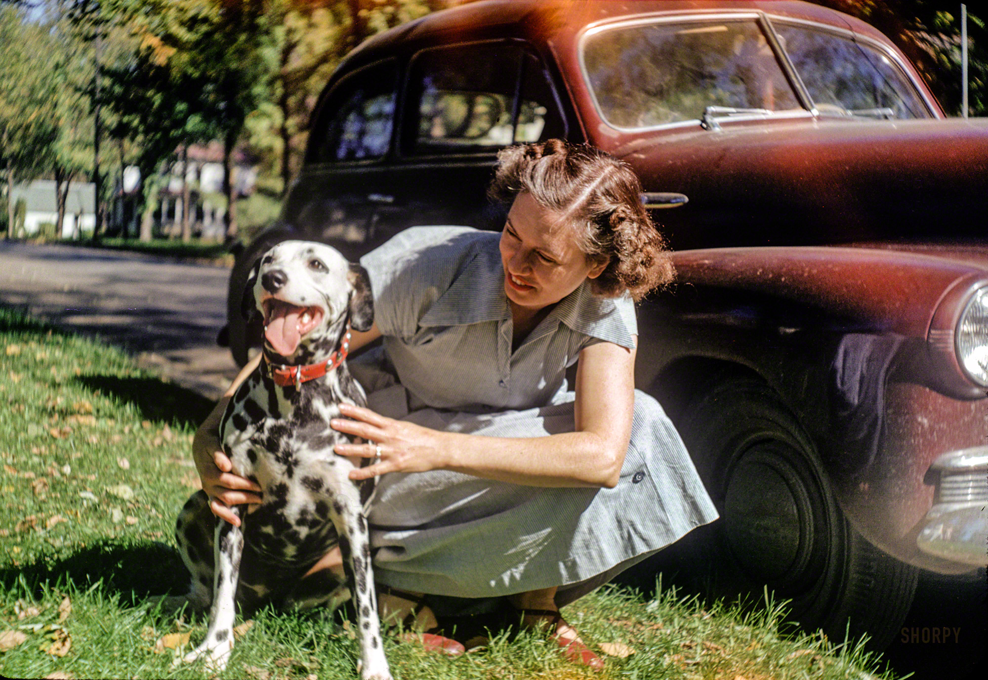 Blue Earth, Minnesota. "Sept. 1951 -- Dottie & Sally." One hon and one Dalmatian. Though the dog might look spotty, she's not Dottie, she's Sally. 35mm Kodachrome by posthumous Shorpy contributors Grace or Hubert Tuttle. View full size.