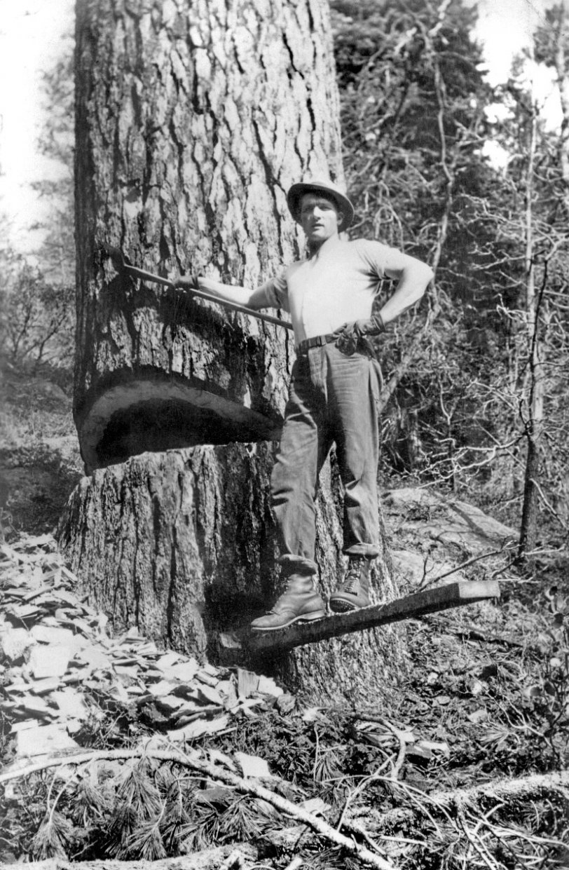 Cousin Arnold on a pine tree c.1927 at Madera Sugar Pine Camp 2, between Fish Camp and Oakhurst, California.
