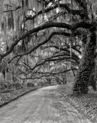 Circa 1940. "Wormsloe Plantation driveway. Savannah vicinity, Chatham County, Georgia." 8x10 negative by Frances Benjamin Johnston. View full size.