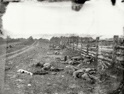 September 1862. "Antietam, Maryland. Confederate dead by a fence on the Hagerstown road." The first major battle of the Civil War on Union territory was fought 150 years ago this month. Wet plate glass negative. View full size.
Photo by Alexander Gardner?Just a guess.
ObservationsI've seen this shot before but never been able to see it so large. Notice, there are no weapons in evidence, obviously  gathered up. The tree line in the far distance, maybe the entire sky appears to have undergone some editing.
It looks as though the blanket roll of the Reb on the left has been "examined" and there appear to be markers in evidence, one bearing the number "4" on one of the nearest groups and there maybe one other on a further group. 
John Dorsey Johnson, 50th PennsylvaniaMy great great grandfather served in this terrible war from its inception in 1861 to its conclusion. Antietam was one of many horrific battles in which his unit fought. I have the diaries he kept during the war, passed down to me by my grandfather.
He served on the committee that organized the 50th anniversary of this battle, and erected the statue to Col. Benjamin Christ. JDJ died in 1922 and is buried near his home in Franklindale, Pa.
150 years ago23,000 soldiers were killed, wounded or missing after twelve hours of battle, September 17, 1862.
I can't imagine how much worse the entire battlefield looked.
TreelineI looks like the emulsion was trimmed away at the treeline with a sharp knife. I wonder what they were cutting away.
[The sky has been inked out to make it white, as opposed to the black you see around the edges. - Dave]
Visit if you canMy family and I had been to Gettysburg twice and decided two years ago to visit Antietam and also nearby Harpers Ferry, WV.  For any Civil War buff, at trip there is a must.  I love Gettysburg, but compared to Antietam, it is more commercialized.  The battlefield today is nearly the same as it was in 1862.  The photo above taken on the Hagerstown Pike is right next to The Cornfield where the battle started the morning of September 17th and where some of the heaviest fighting took place.
The Dead of AntietamThere is a detailed discussion of the background of that photograph in the NY Times which can be read here:
http://opinionator.blogs.nytimes.com/2012/09/24/the-dead-of-antietam/
Sharpsburg was a bloody slaughter and the photo was among the first to bring home the sheer horror of war to ordinary people.
Antietam CasualtiesCasualties at Antietam far exceeded those of any other one-day battle involving Americans: The North had about 12,400 killed, wounded or missing and the South’s total was about 10,320. I say “about” because the ferocious combat on that day affected accurate record keeping. In the morning phase of the battle alone nearly 14,000 of the 43,700 troops engaged (both sides) were casualties. For comparison American casualties on D-Day, June 6, 1944, according to the U.S. Army Center of Military History, totaled 6,036, including wounded and missing. British and Canadian troops had about 6,000 of their own. 
More than two-thirds of deaths in the Civil War occurred not in battle but as a result of disease. Medical care had a long way to go. It’s worth mentioning that President William McKinley was at Antietam as a sergeant in the 23rd Ohio Infantry. One of the 96 monuments on the battlefield is in memory of McKinley; it was erected two years after his assassination in 1901.
Then and NowNPR has some "then and now" shots of the battlefield, including this Shorpy photo.
Frassanito&#039;s &quot;Antietam&quot;This book tried to find the location of all these Gardner pictures.  He found that this picture is looking North, the Hagerstown Road is to the right of the fence.
Here Starke's Louisiana Brigade fought the 6th Wisconsin of the Iron Brigade, basically just across the road and a second fence line to the right.  The Union attack was coming from the north, on the other side of the fences, and Starke pivoted to take them in flank.  The 6th turned to face them and both were engaged for some time, suffering severe losses.
(The Gallery, Alexander Gardner, Civil War)
