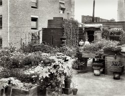 New York circa 1908. "Living on a skyscraper." An apartment building rooftop garden, with a small menagerie. Bain News Service glass negative. View full size.