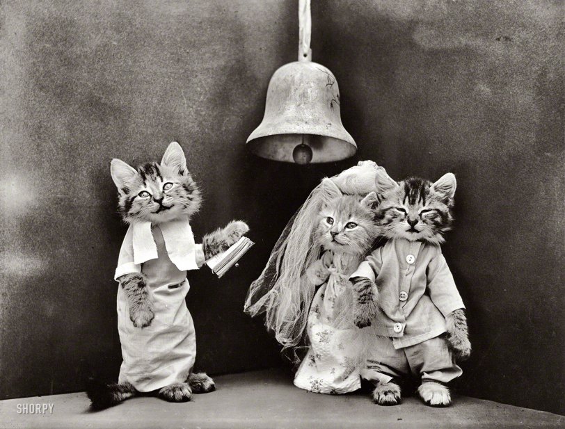 &nbsp; &nbsp; &nbsp; &nbsp; We're reposting this just in case you've had enough of that other wedding between you-know-who and what's-her-name.
1914. "Kittens in costume as bride and groom, being married by third kitten in ecclesiastical garb." Holy catrimony! Photo by Harry W. Frees. View full size.
