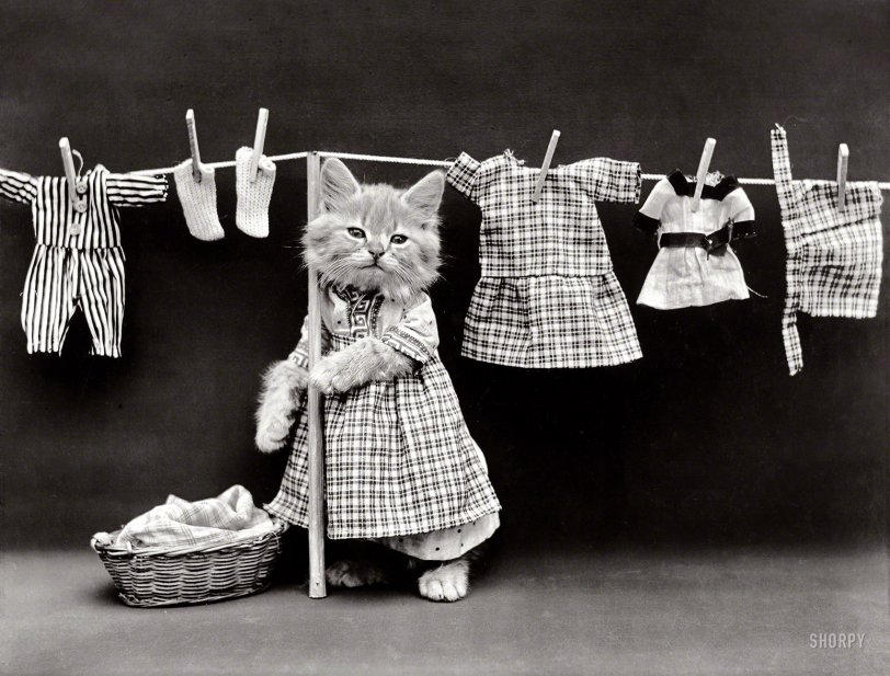 1914. "Cat in housedress costume at clothesline with basket of laundry." Felis domestica doesn't get much more domestic than this. Photo by that wittiest of Whittiers, Harry Whittier Frees. View full size.
