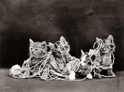 1914. "Four costumed kittens entangled in yarn." Our weekly visit with TKONRSVW.* Photo by Harry Whittier Frees. View full size.

*The Kittens of No Redeeming Social Value Whatsoever.