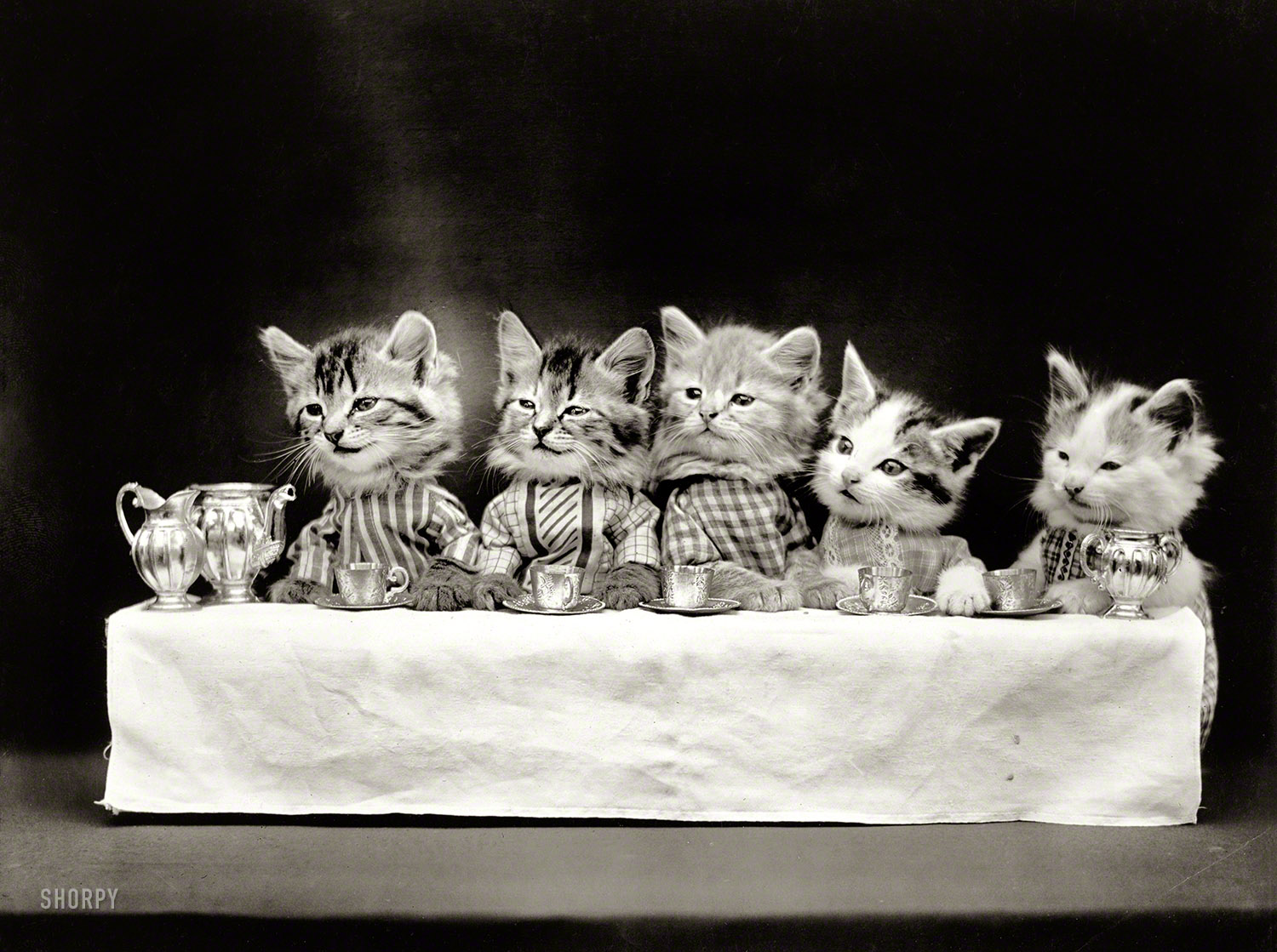 1914. "Kittens in costume at banquet table with tea service." Conclave of the Congressional Catnip Caucus. Photo by Harry W. Frees. View full size.