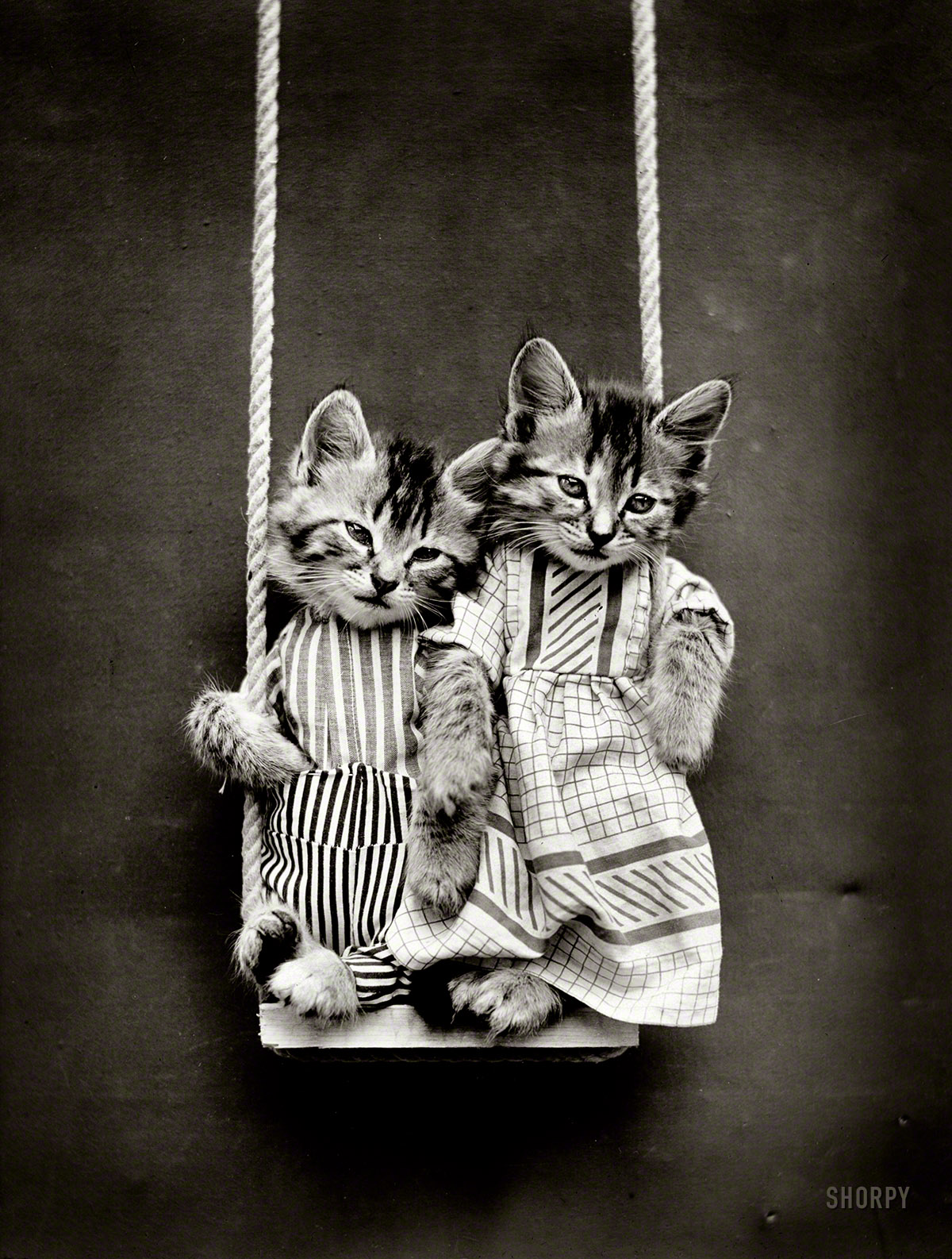 1914. "Two kittens in costume on swing." Posed by Harry W. Frees, founding father of photographic feline anthropomorphism. View full size.