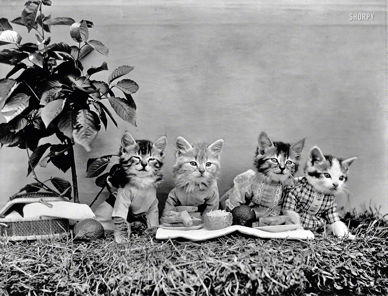 1914. "Kittens in costume at picnic lunch." After we're done eating, stick around for fireworks and the six-legged race! Photo by Harry W. Frees. View full size.