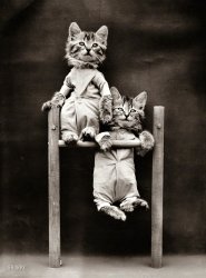 1914. "Cats in coveralls on chin-up bar." Photo by Harry Whittier Frees, patient poser of anthropomorphic puppies and kitschy kittens. View full size.