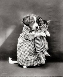 1914. "Puppy 'mother' in costume holding kitten 'baby'." Like millions of other kitties, this one was probably adopted. Photo by Harry W. Frees. View full size.