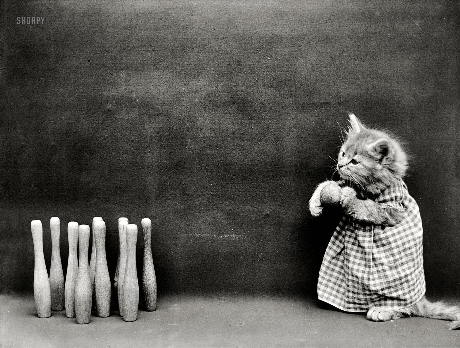 1914. "Kitten in costume with bowling ball and pins." If memory serves, an omen of the impending Apocalypse. Photo by Harry W. Frees. View full size.