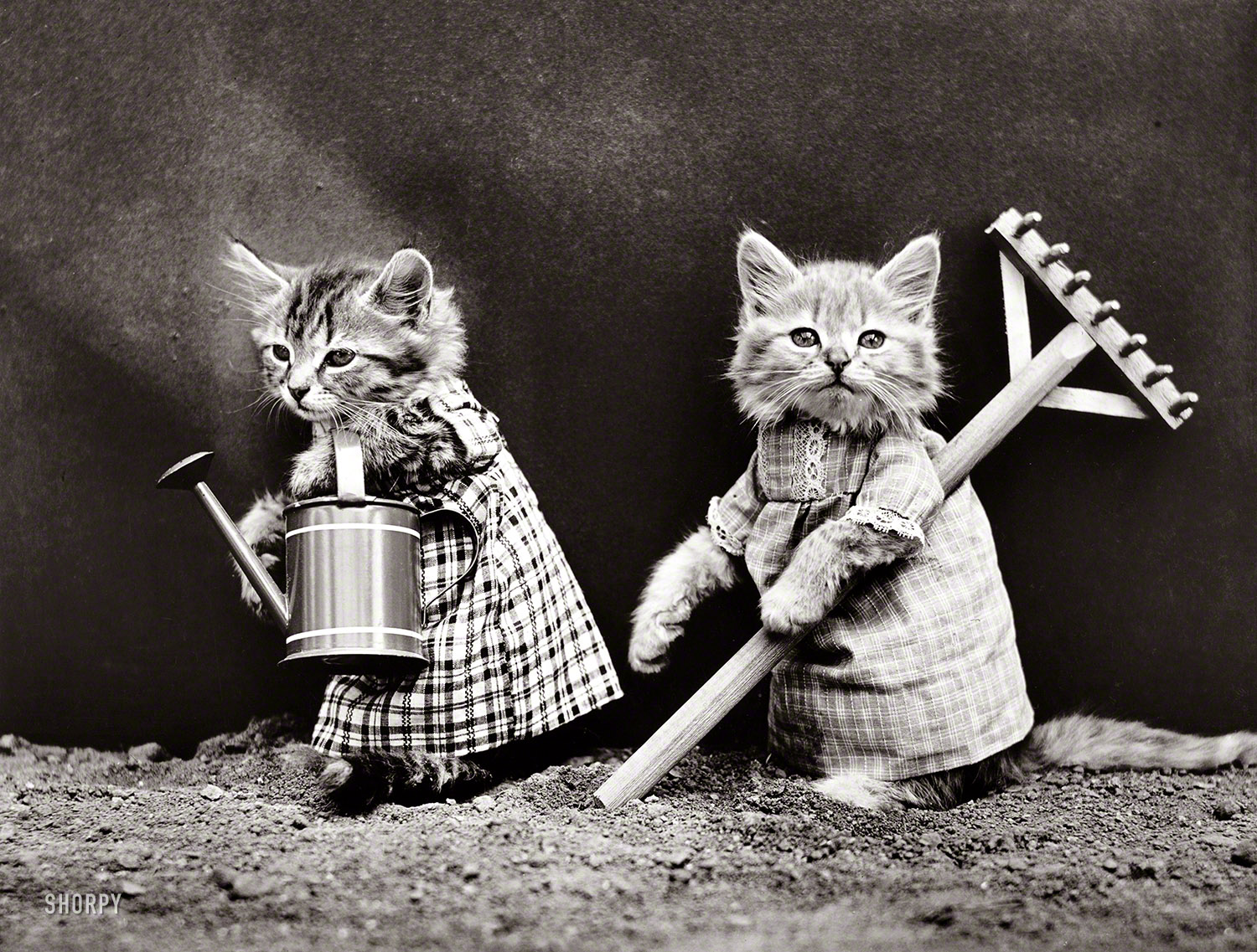 1914. "Cats in costume carrying watering can and garden rake." Photo by Harry Whittier Frees, the Ansel Adams of feline portraiture. View full size.