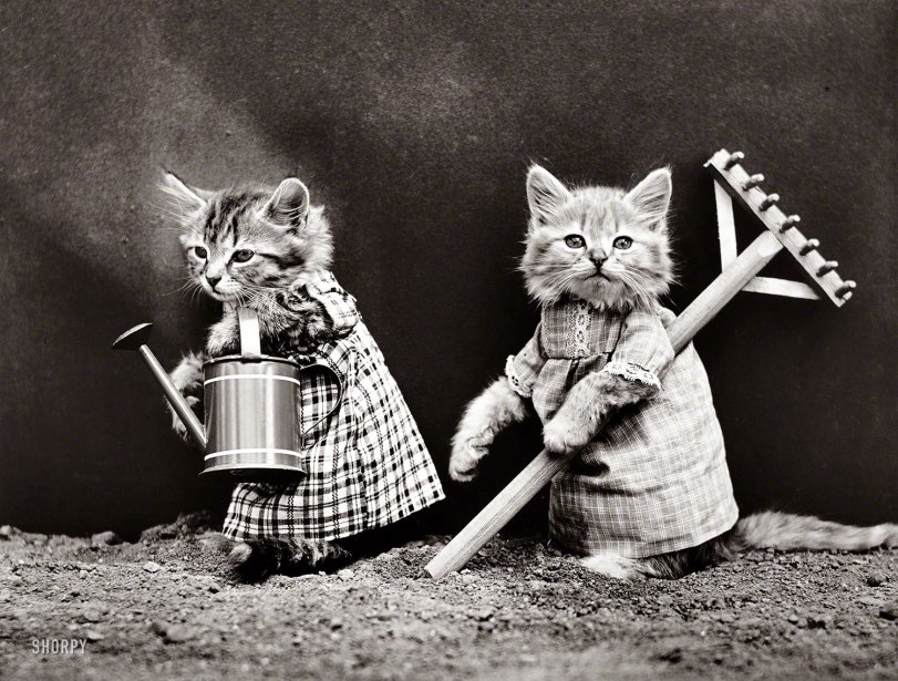 Off to the Litter Box: 1914