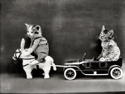 1914. "Kitten in costume on mule pulling kitten in toy touring car." Our weekly dose of the KONRSVW. Photo by Harry W. Frees. View full size.