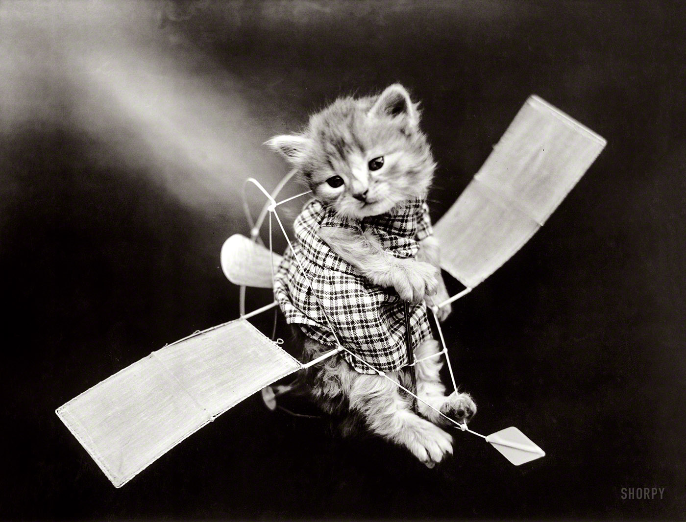 Circa 1914. "Cat in costume piloting toy airplane." Photo by Harry W. Frees, the Ansel Adams of feline kitsch. Or would that be catsch? View full size.