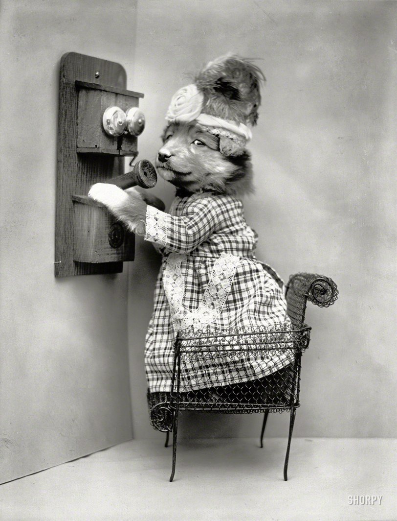 1914. "Puppy dressed as a woman, standing on chair to use telephone." Rover can sit, stay and speak, but can she gossip? Photo by Harry W. Frees. View full size.
