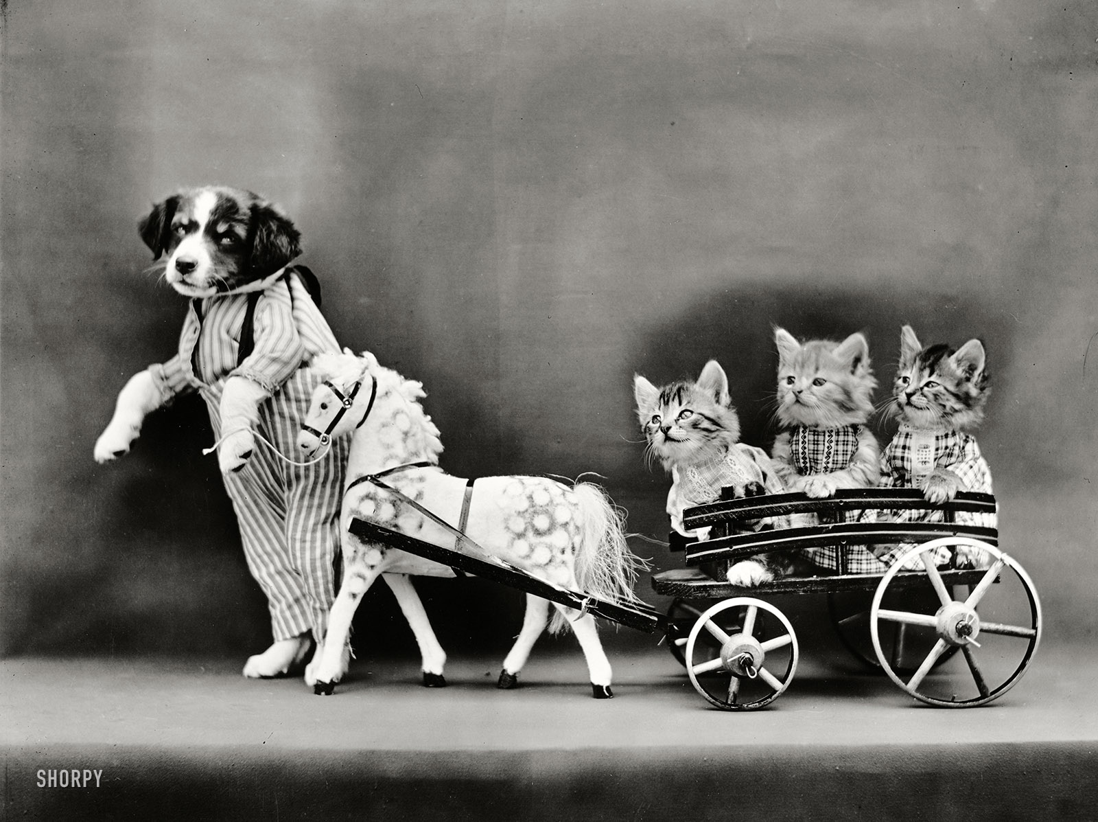 Circa 1914. "Puppy leading pony cart carrying three kittens." So sweet, you could pour this on your pancakes. Photo by Harry W. Frees. View full size.