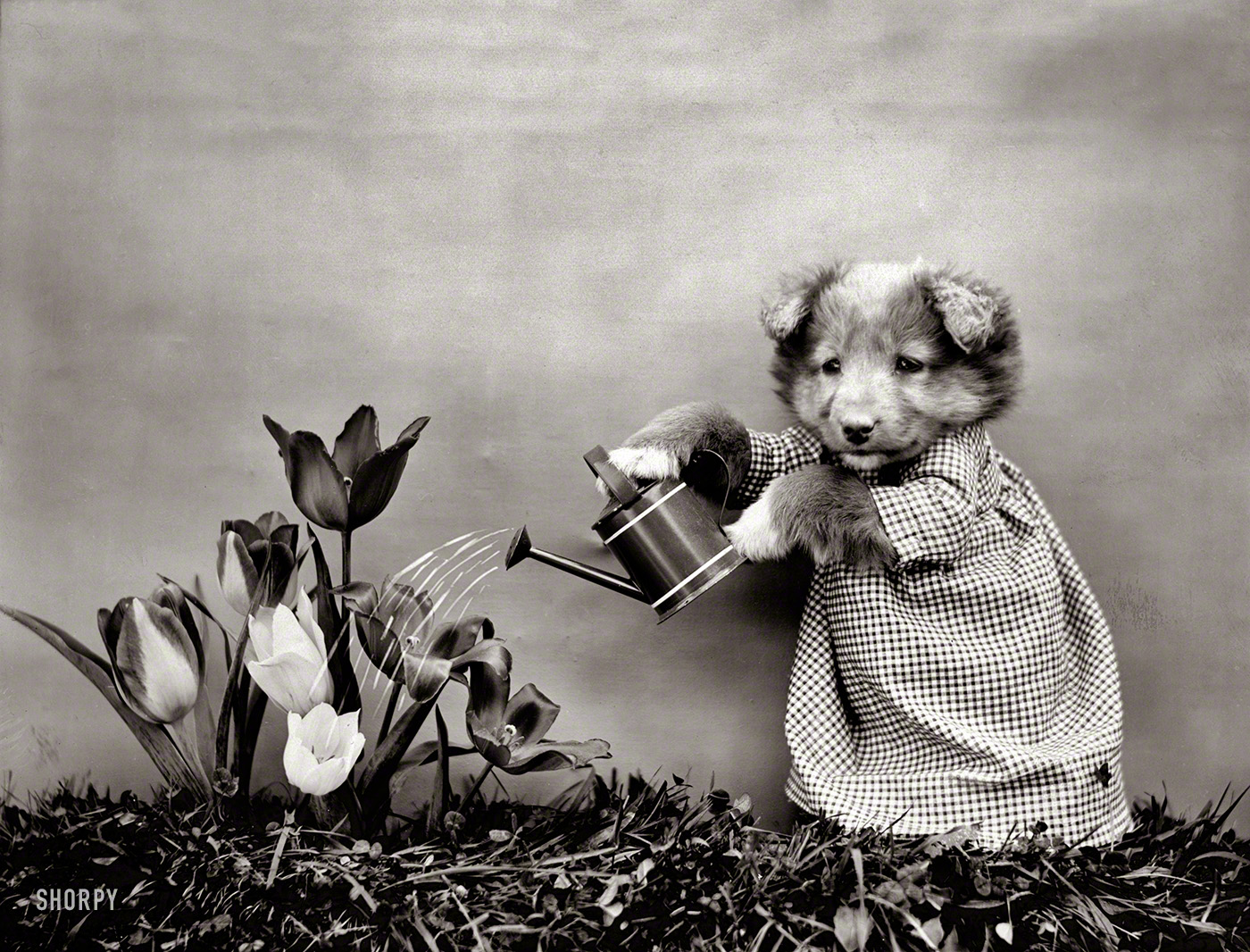 1914. "Dog watering flowers." Photo by Harry W. Frees. View full size.