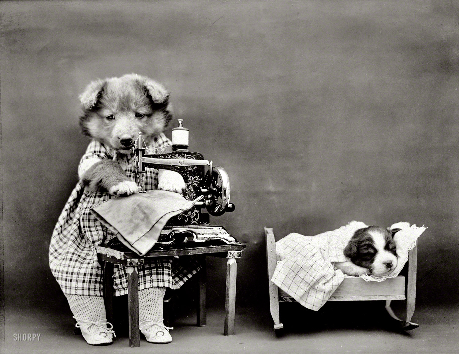 1914. "Puppy in crib next to 'mother' in costume using toy sewing machine." (The kittens are traveling this week.) Photo by Harry W. Frees. View full size.