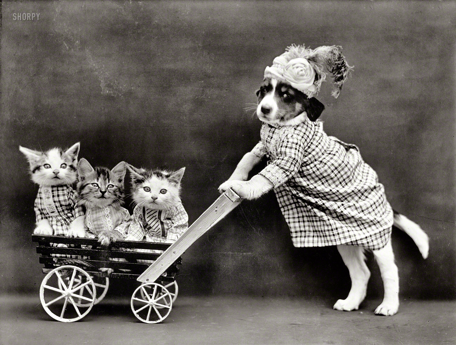 From almost 100 years ago: "Dog in costume of dress and lady's hat pushing cart with three kittens." Middle Kitten is quite the trouper, having appeared in several other pictures in this series by Harry W. Frees. View full size.