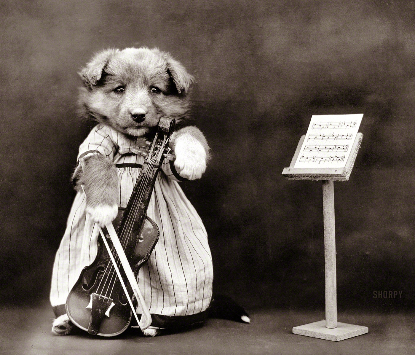 1914. "Dog wearing dress, posed with miniature violin and sheet music on stand." Playing the Inverted Waltz. Photo by Harry Whittier Frees. View full size.