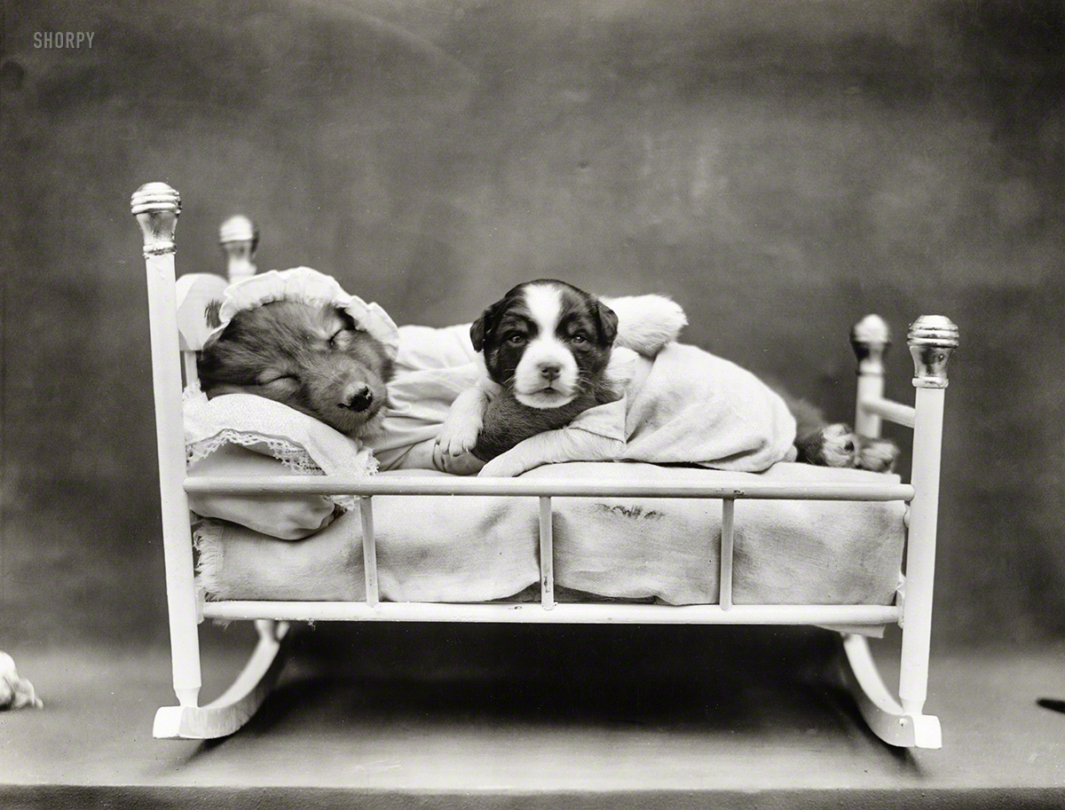 Circa 1914. "Puppies in rocking crib." From the timeless genre of "humorous scenes of puppies and kittens dressed as humans and posed in human domestic situations." Photo by Harry W. Frees, Route 3, Rayersford, Pa. View full size.