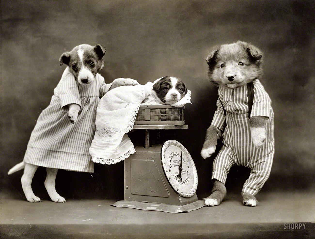 1914. "Dogs in costume weighing 'baby' puppy on scale." The kittens are taking a break this week. Photo by Harry W. Frees. View full size.