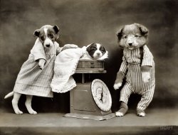 Dog-Pounds: 1914