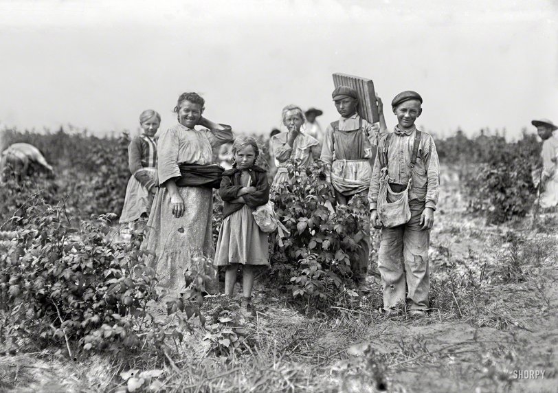 July 1909. "Mrs. Bissie and family (Polish). Bottomley Farm, Rock Creek. They all work in the berry fields near Baltimore in summer and have worked at Biloxi, Mississippi, for two years." Glass negative by Lewis Wickes Hine. View full size.
