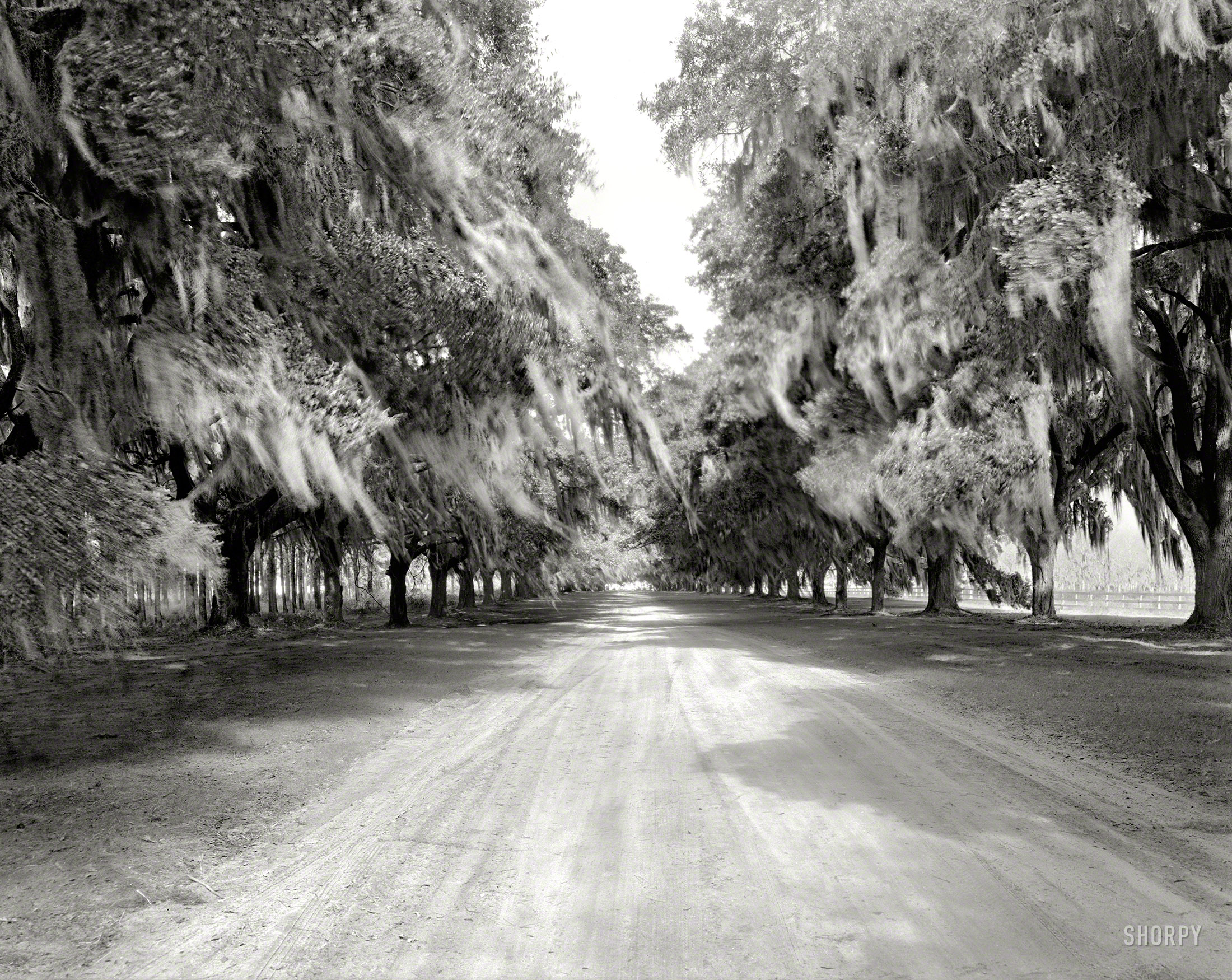 1938. "Boone Hall, avenue of trees, Mount Pleasant vicinity, Charleston County, South Carolina." 8x10 negative by Frances Benjamin Johnston. View full size.