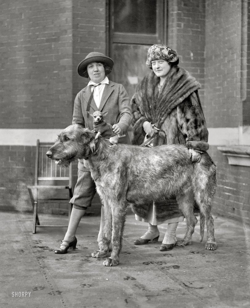 January 1923. "Dog show." On a cold day in Washington, D.C., strategies for keeping warm include wearing fur or a Chihuahua -- or both. View full size.
