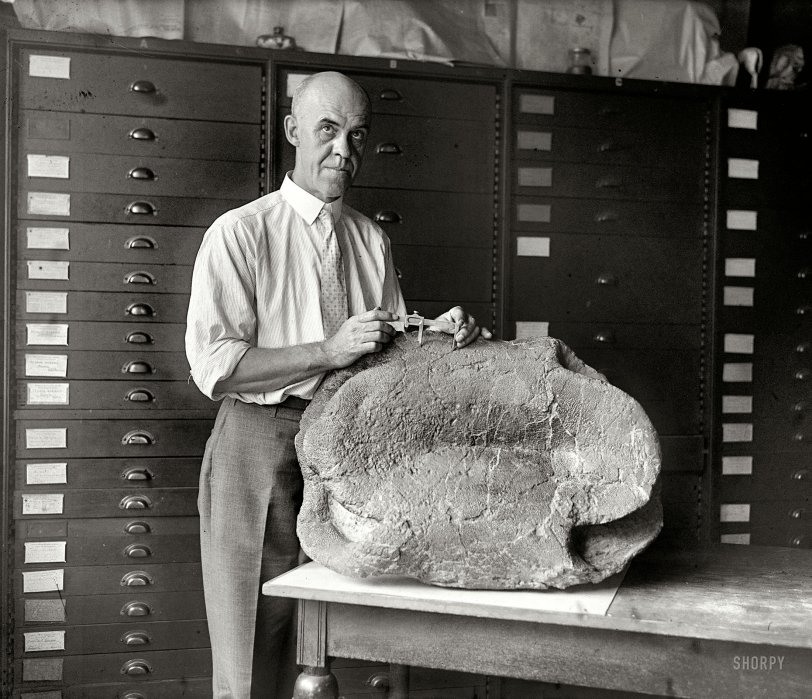 September 4, 1925. "Prof. Chas. W. Gilmore, Smithsonian curator, with fossil turtle." National Photo Company Collection glass negative. View full size.
