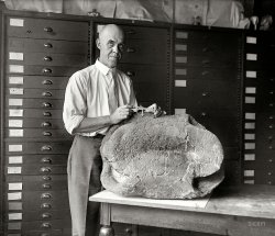 September 4, 1925. "Prof. Chas. W. Gilmore, Smithsonian curator, with fossil turtle." National Photo Company Collection glass negative. View full size.
Fossil Turtle ExpertAnother photo of the professor and fossils at Dinosaur: 1924. Charles Whitney Gilmore wrote numerous papers and monographs on the subject including Description of Two New Species of Fossil Turtles, From the Lance Formation of Wyoming, [1916], and Reptilian Faunas of the Torrejon, Puerco, and Underlying Upper Cretaceous Formations of San Juan County, New Mexico, [1919].



Washington Post, September 16, 1924.

Fossils believed to be those of a hyanodon, a flesh eating mammal of the Oligocene period were received yesterday at the Smithsonian by Charles W. Gilmore, curator of vertebrate paleontology. &hellip; An exhibit of turtles, which Dr. Reeside found in New Mexico, is on display at the institution.

Size mattersGonna need a bigger caliper.
(The Gallery, D.C.)