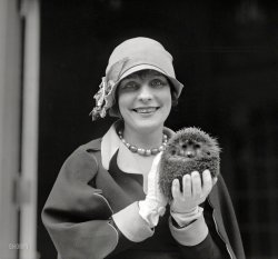 April 23, 1926. Washington, D.C. "Miss Dorothy Tierney with porcupine." The stage actress and prickly understudy. National Photo Co. View full size.