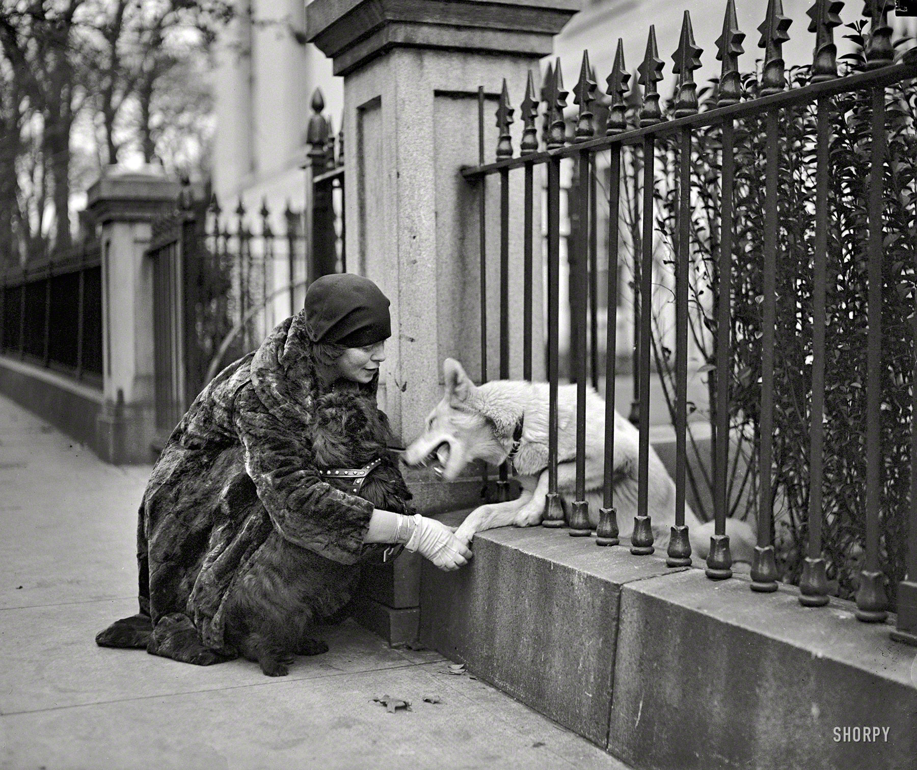 1929. "Snow Boy, White House guard dog." Two visitors and an unidentified fur. National Photo Company Collection glass negative. View full size.