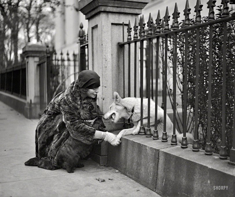1929. "Snow Boy, White House guard dog." Two visitors and an unidentified fur. National Photo Company Collection glass negative. View full size.
