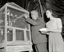 November 24, 1939. Washington, D.C. "Mexican Ambassador a canary fancier. The Mexican Embassy resembles a bird store these days now that Ambassador Senor Dr. Don Francisco Castillo Najera has gone in for the breeding of canaries in a big way. Here we see the Ambassador visiting a few of his feathered friends with his daughter, Ermita." Harris & Ewing glass negative. View full size.