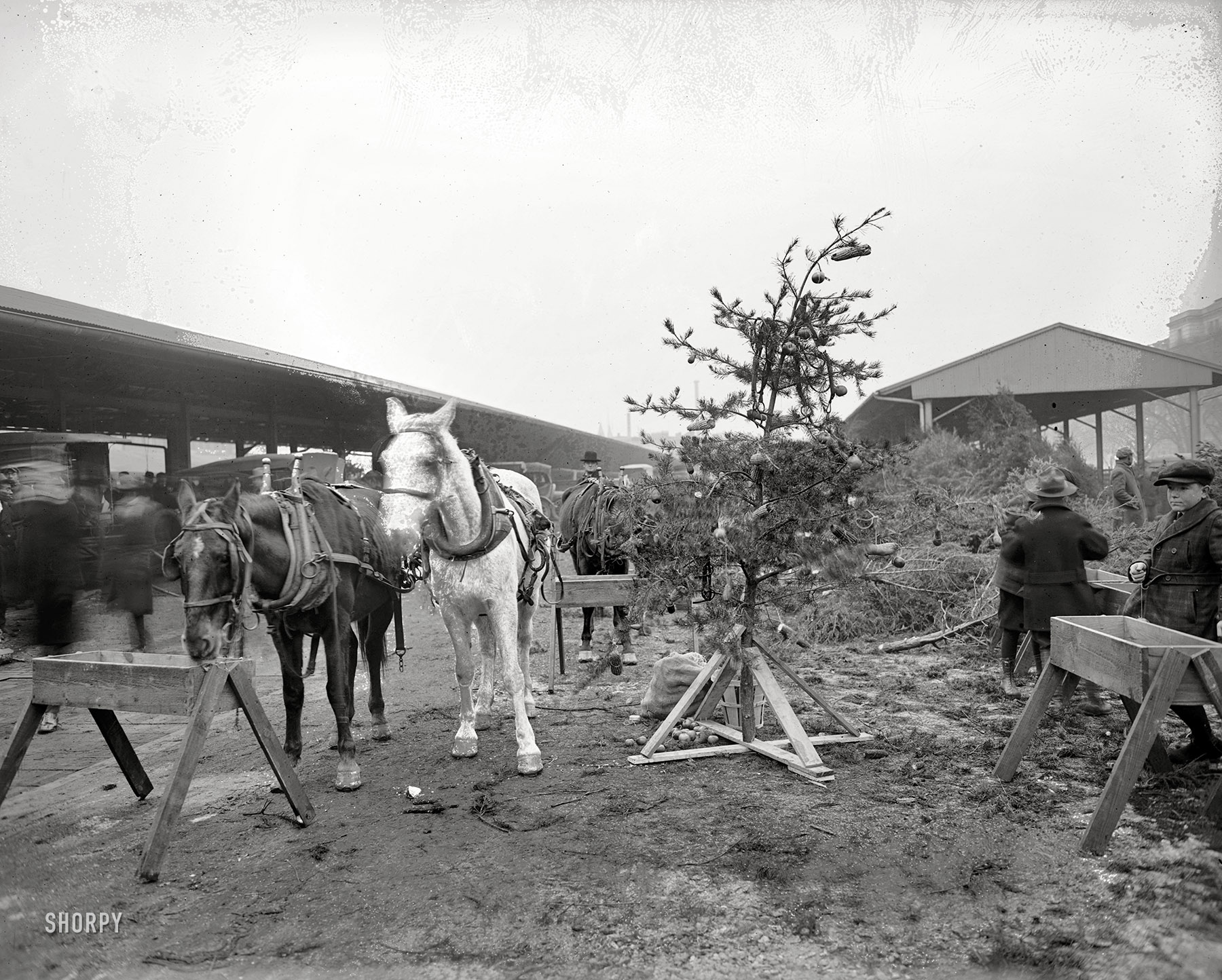 Washington, D.C. "Horse Christmas tree, 1919." Where's Charlie Brown when you need him? National Photo Company Collection glass negative. View full size.